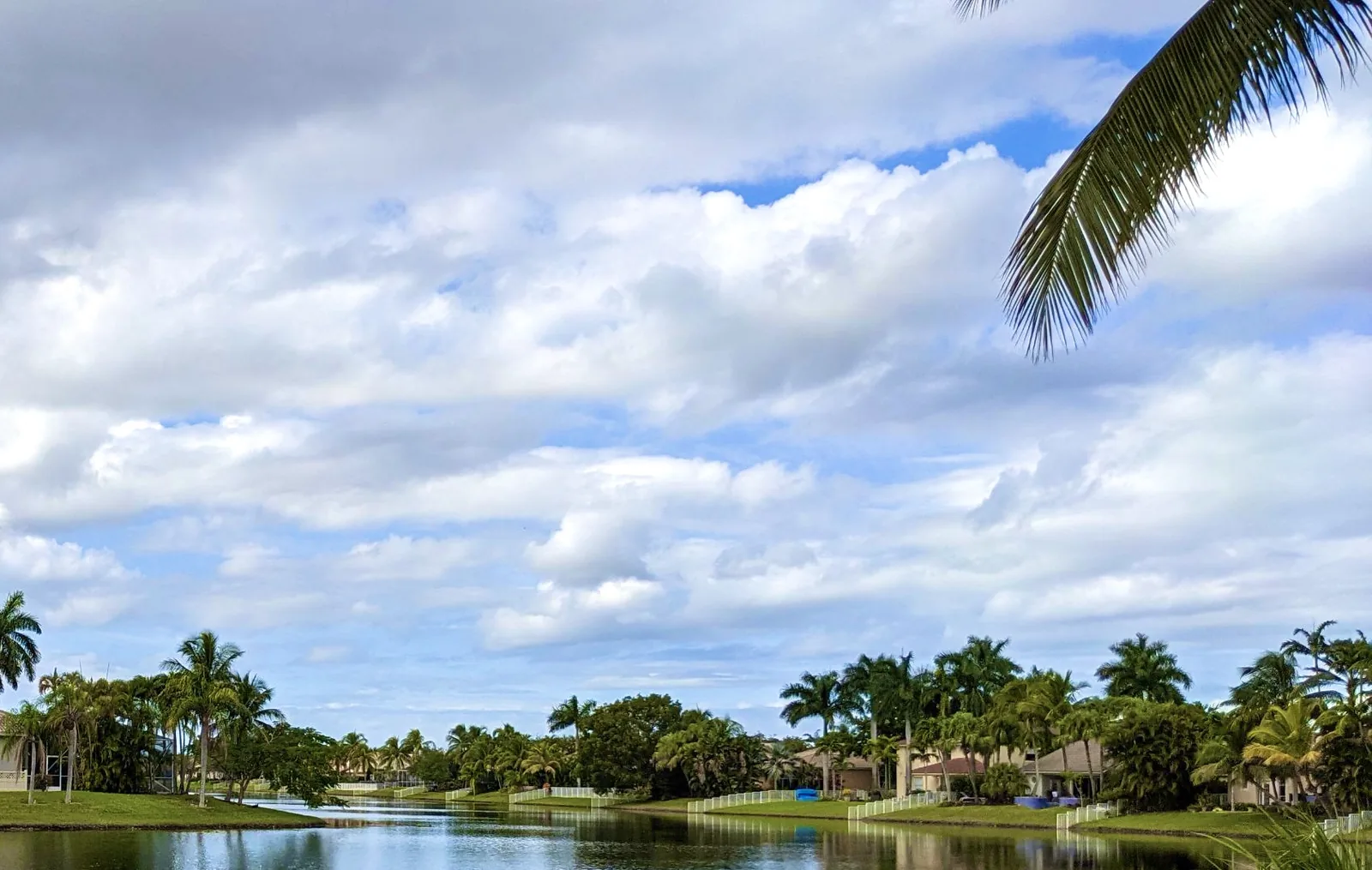 Palms around a lake in Pembroke Falls, a neighborhood in Pembroke Pines.