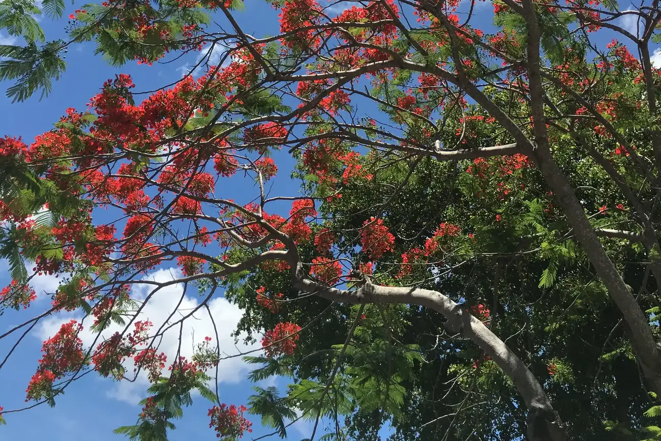 The red blooms of a royal poinciana tree in Pembroke Pines.