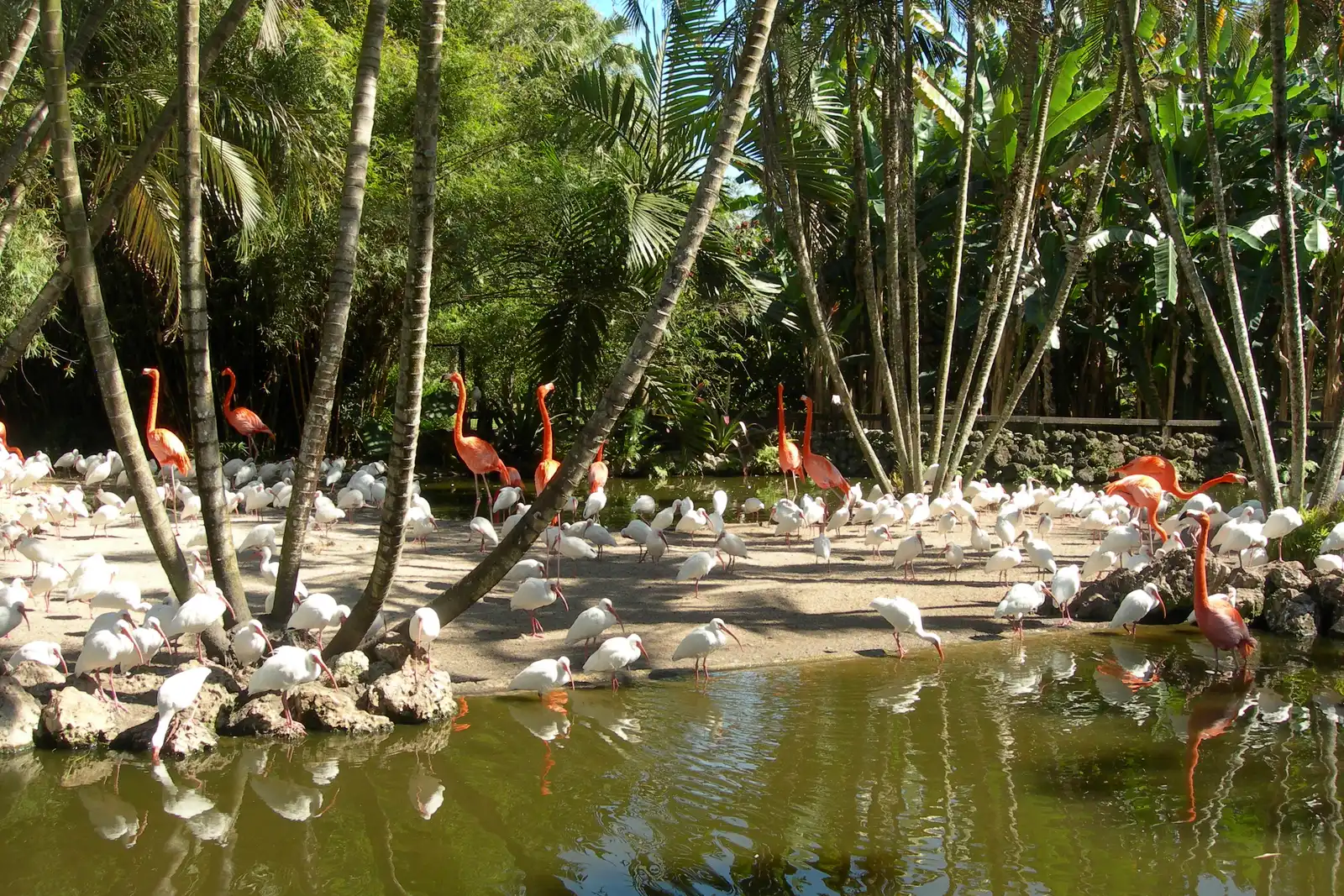 Flamingos and ibises at Flamingo Gardens in Davie, home of the Winter Wonderland light show.