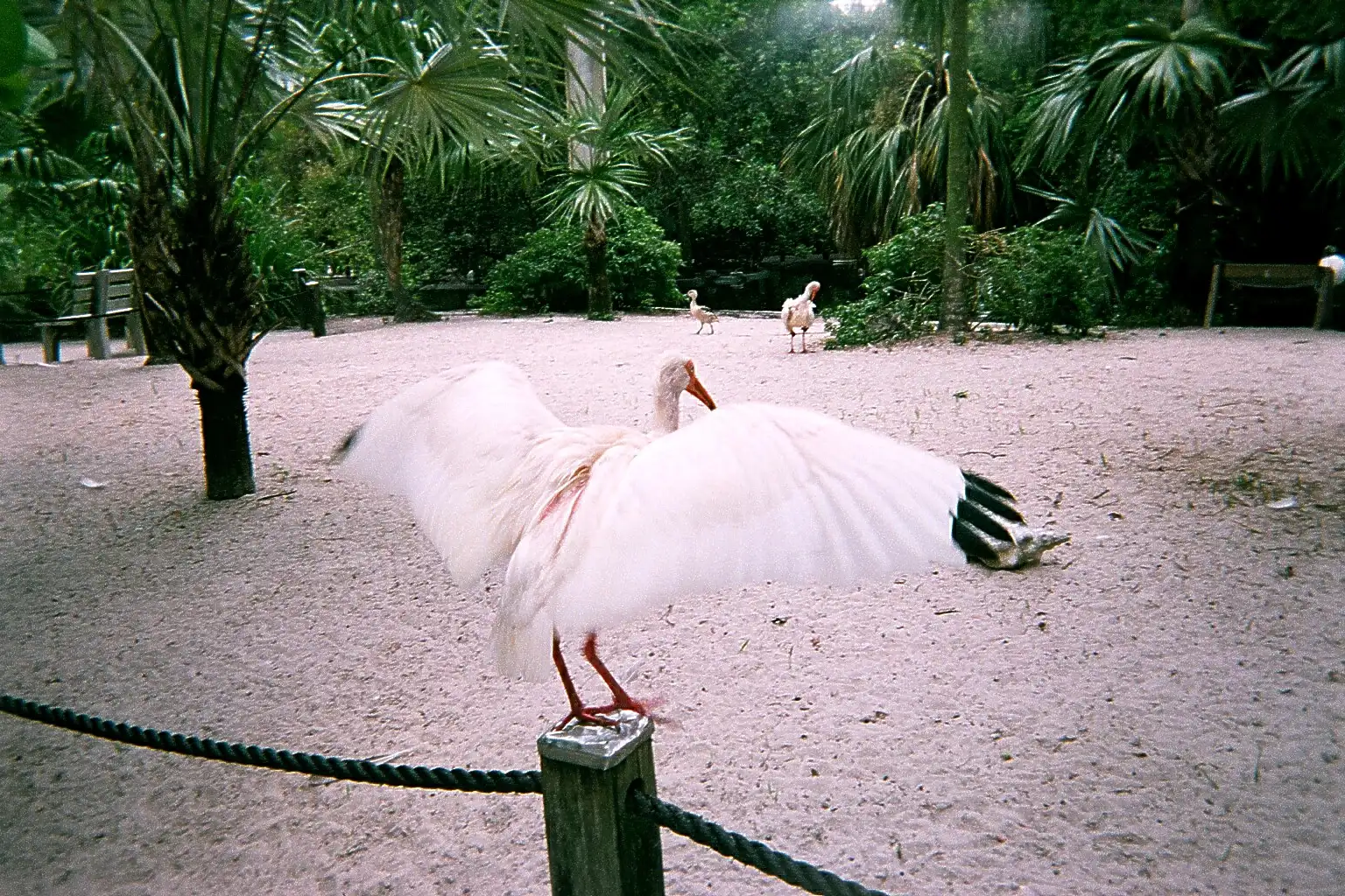 A white bird spreads its wings at Flamingo Gardens in Davie.