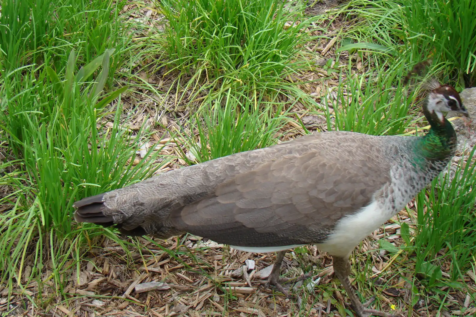 A peahen walks through the grass at Flamingo Gardens in Davie.