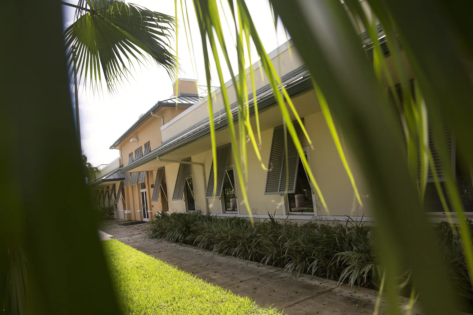 Wind-stripped palms outside the U.S. Border Patrol Miami sector office in Pembroke Pines, hours after Hurricane Irma in September 2017.