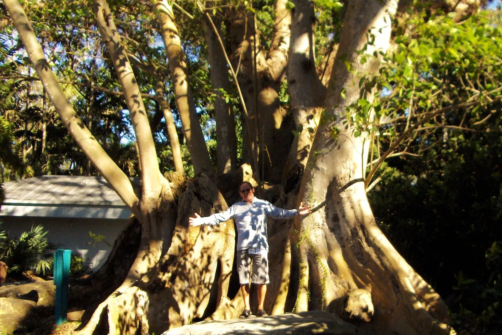 A child stretches out beside the roots of a giant tree at Flamingo Gardens in Davie.