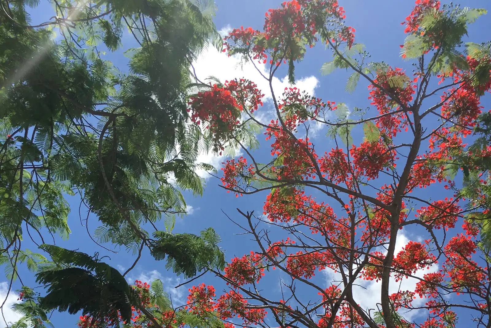 A royal poinciana tree in bloom in Pembroke Pines.