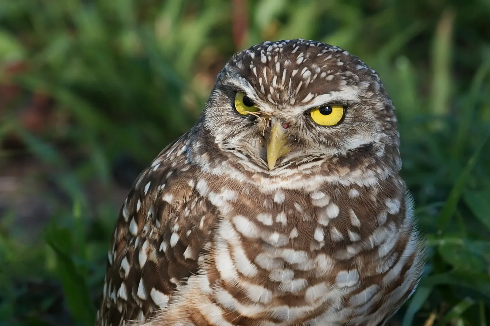 A burrowing owl keeps watch from its burrow in Pembroke Pines.